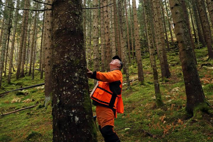 Lange, rette stolper av sitkagran