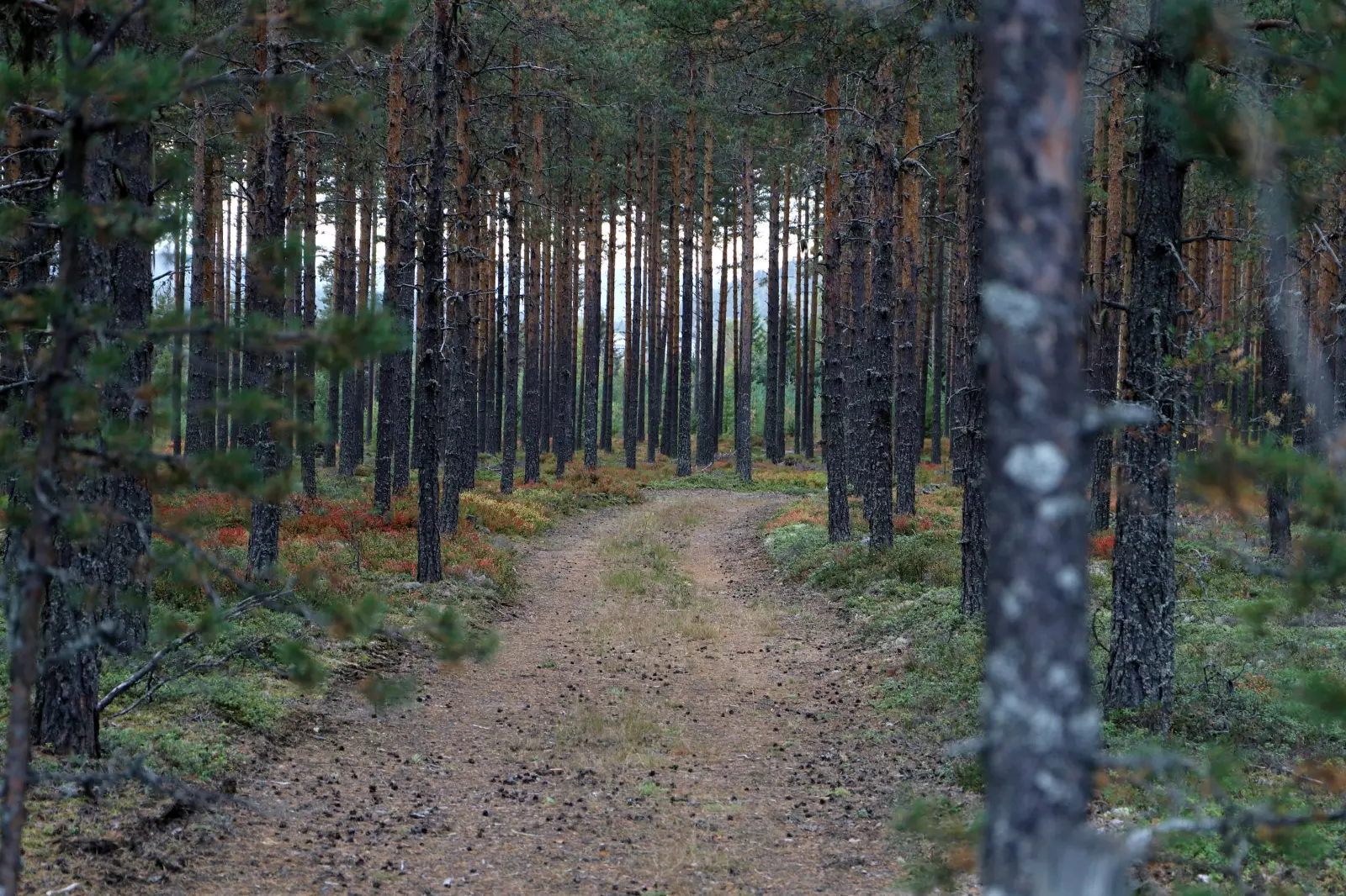 Rapportering av inntekter og kostnader for kapitalbeskattet skog er nå mulig i den nye versjonen av skattemeldingen. Finn veien gjennom den nye veilederen og hjelpeskjemaet til Skogkurs. Her finner du henvisning til de postene på skattemeldingen du skal bruke.