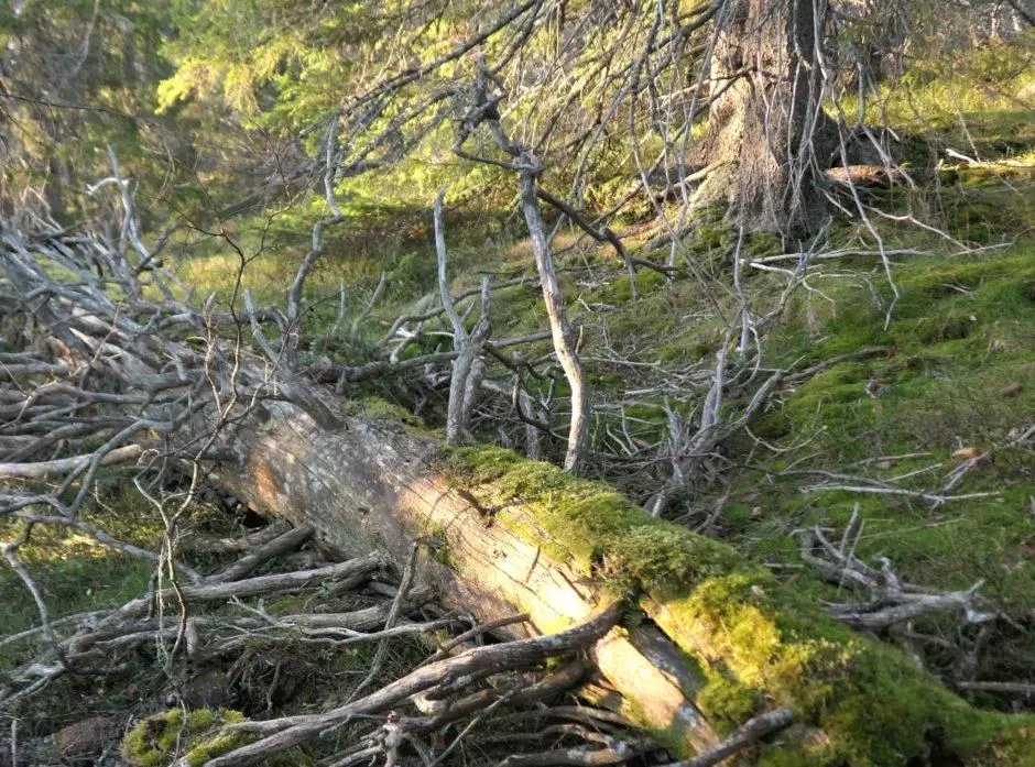 – Det har blitt mer av den type skog som kan regnes som naturskog, skriver Hans Asbjørn Sørlie i Skogeierforbundet i et innlegg i lørdagens Klassekampen.