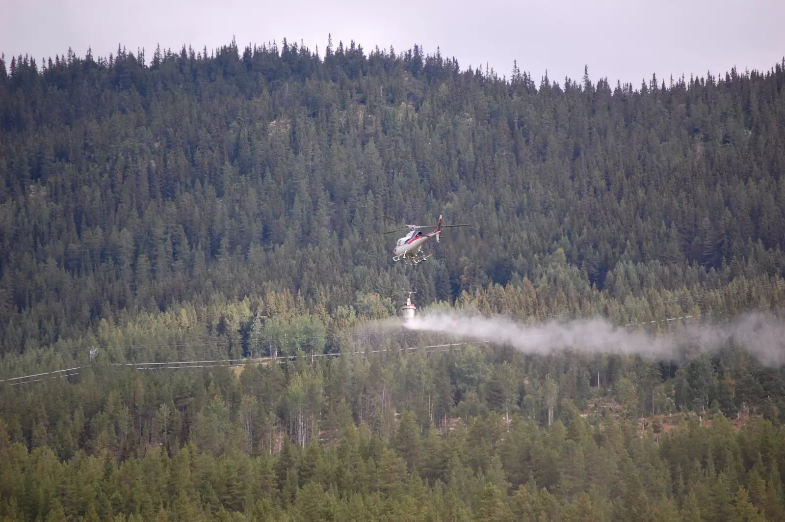 For 2022 er tilskuddsatsen til gjødsling av skog økt til 50 prosent, melder Landbruksdirektoratet. 