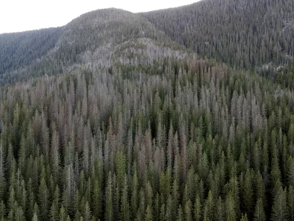 Granbarkbiller, barkbiller, tørkeskadet skog, handlingsplan, skogbruksleder, hogst, vindfall