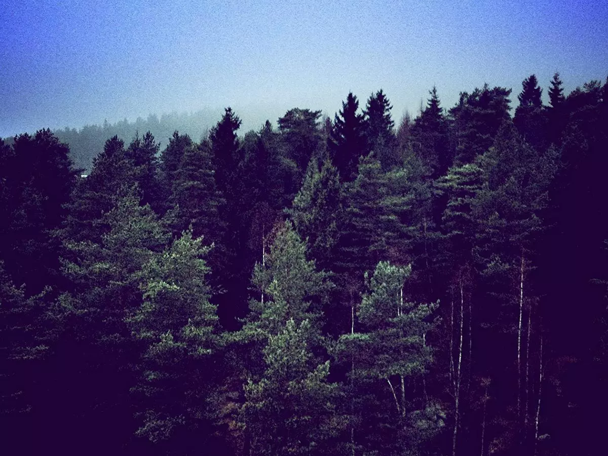 En fersk studie fra NIBIO viser at fleraldret gammelskog fortsetter med høy tilvekst og karbonbinding også etter at skogen er hogstmoden.