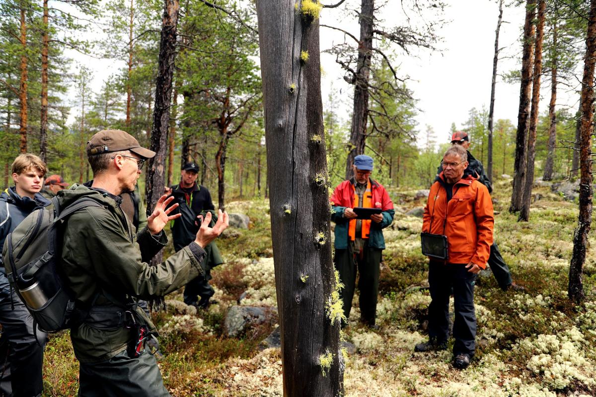 Skurdalen, artsmangfold, sandfuruskog og gammel furuskog