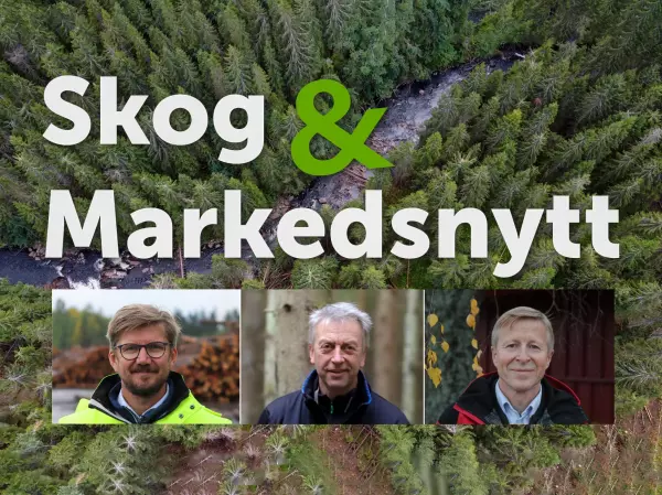 Se tv-sendingen med siste nytt om tømmermarkedet og annen fagkompetanse som lønner seg.