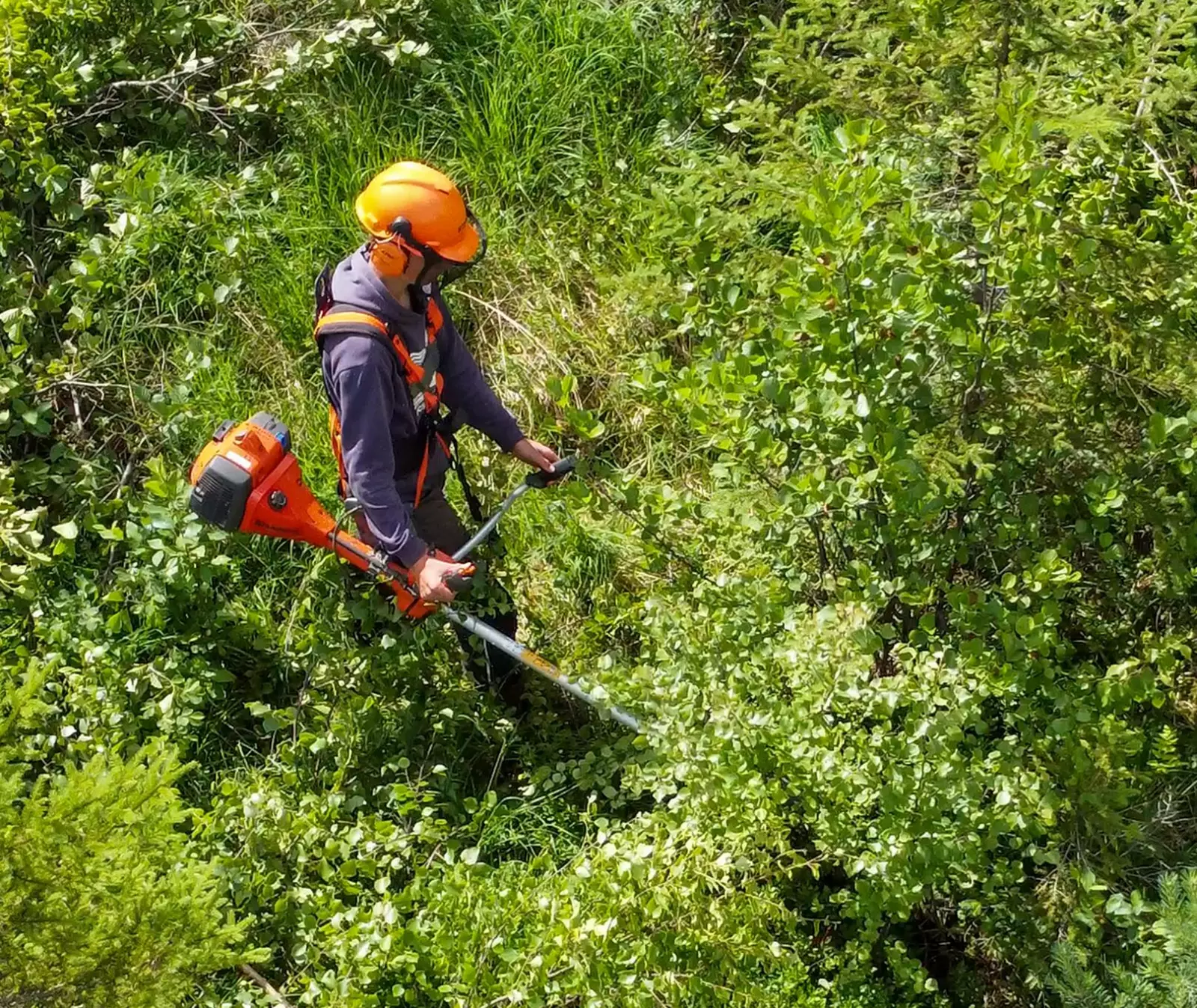 Et godt stell av skogen din vil du aldri angre på. For med avstandsregulering og løvrydding vil skogen bli mye mer verd den dagen den skal hogges. Billig er det også.