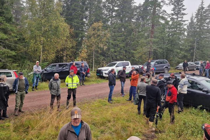 Stor suksess med Ut i skauen