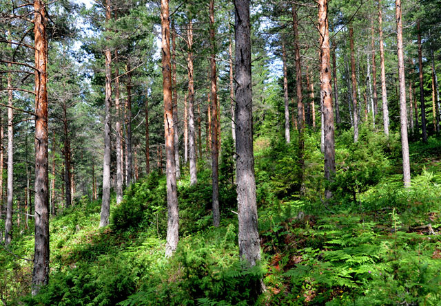 Hva betyr naturtype-kartlegging for skogeier? - Viken Skog