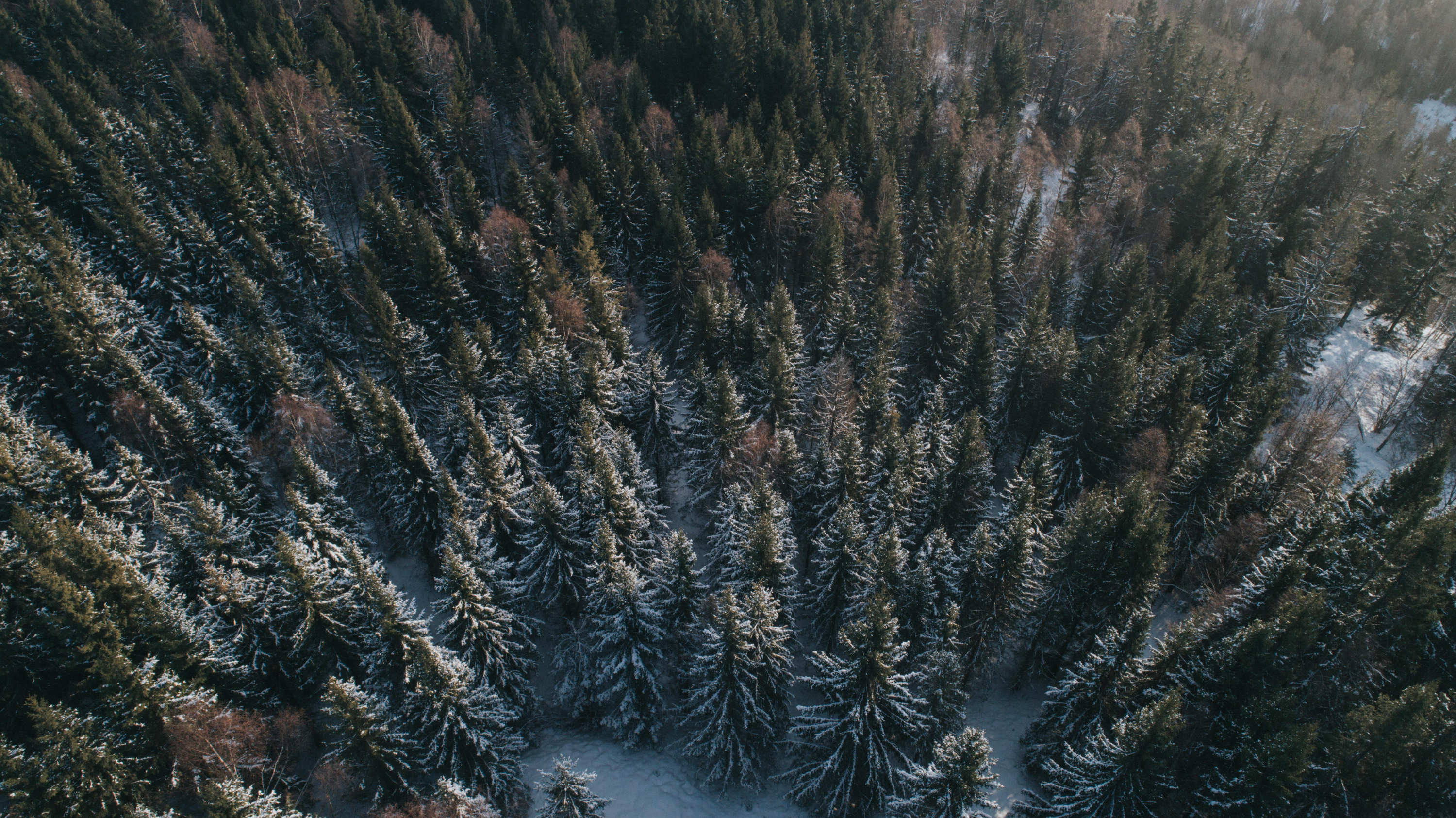 LITE SKADER I FJOR: Den norske skogen klarte seg godt gjennom 2020. Samtidig gir klimaendringene økt risiko for branner og andre skader i årene fremover. (Foto: Jørgen Nordby/Skogbrand)  